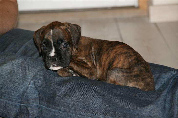 Boxer Roma billede 4