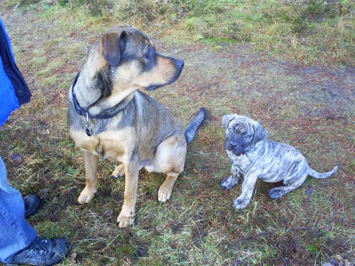 Blanding af racer Cæsar  *** RIP *** - mor der er nogle jeg skal lege med billede 10