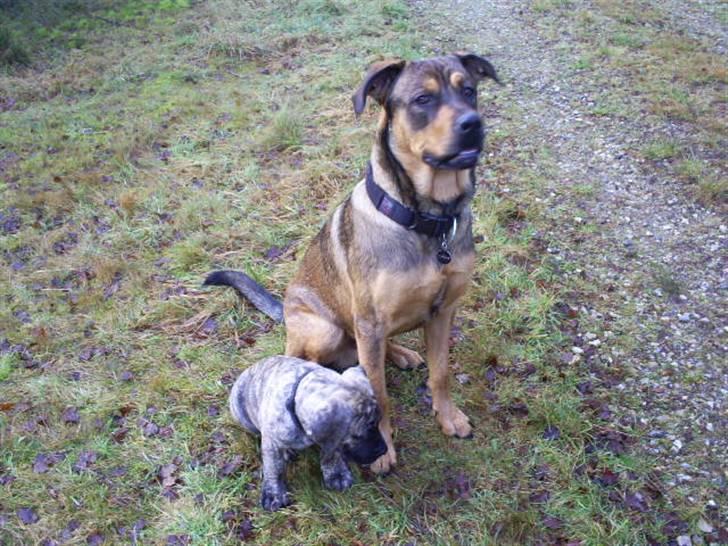 Blanding af racer Cæsar  *** RIP *** - venter på godbidder billede 11