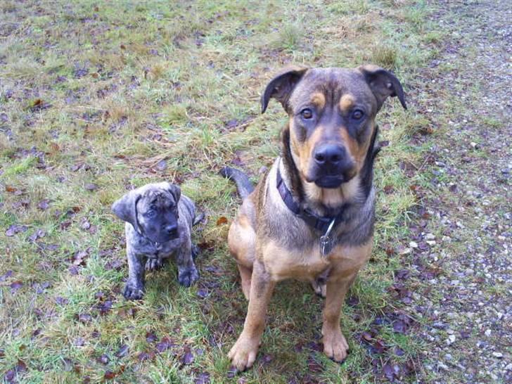 Blanding af racer Cæsar  *** RIP *** - Mor siger sit pænt, HMMMM billede 12