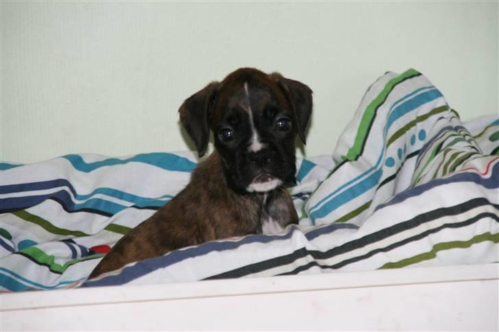 Boxer Roma billede 5