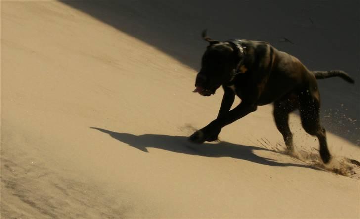 Blanding af racer Basse - Boxador - lab/box billede 17