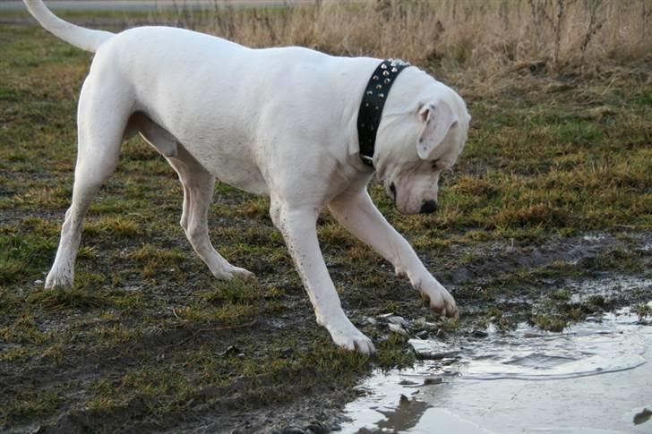 Amerikansk bulldog White Angel´s Ghost billede 12