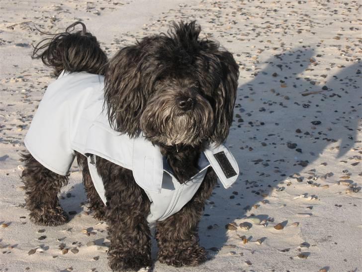 Bichon havanais Pretty Bears' Femme Soffi - By: J.M billede 13