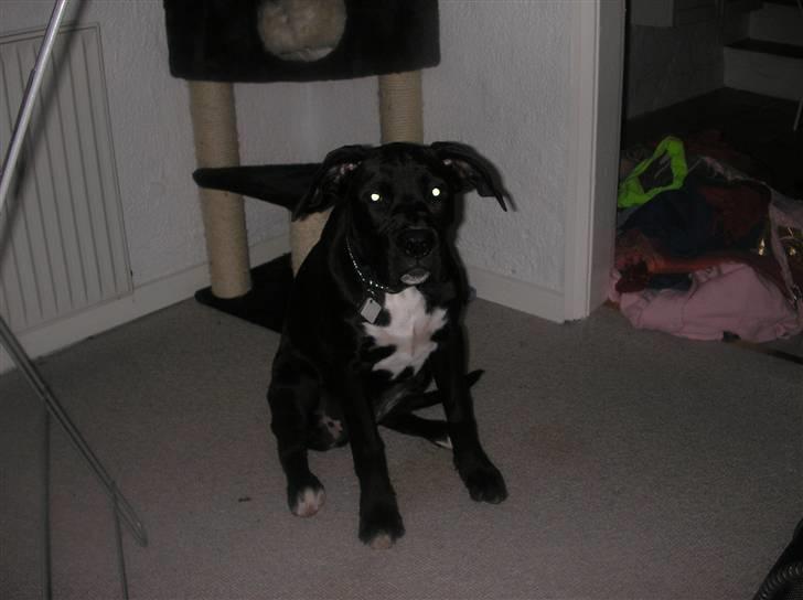 Blanding af racer Cali - Himmelhund - jeg er bare så sød :) billede 4