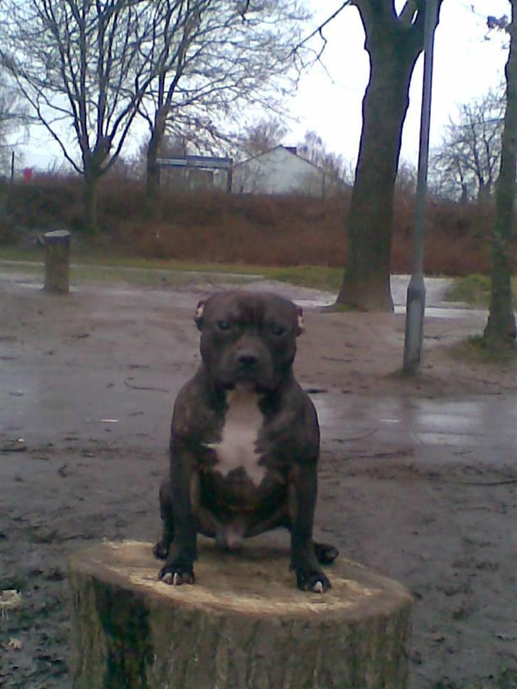 Staffordshire bull terrier kenzo. R.I.P billede 15