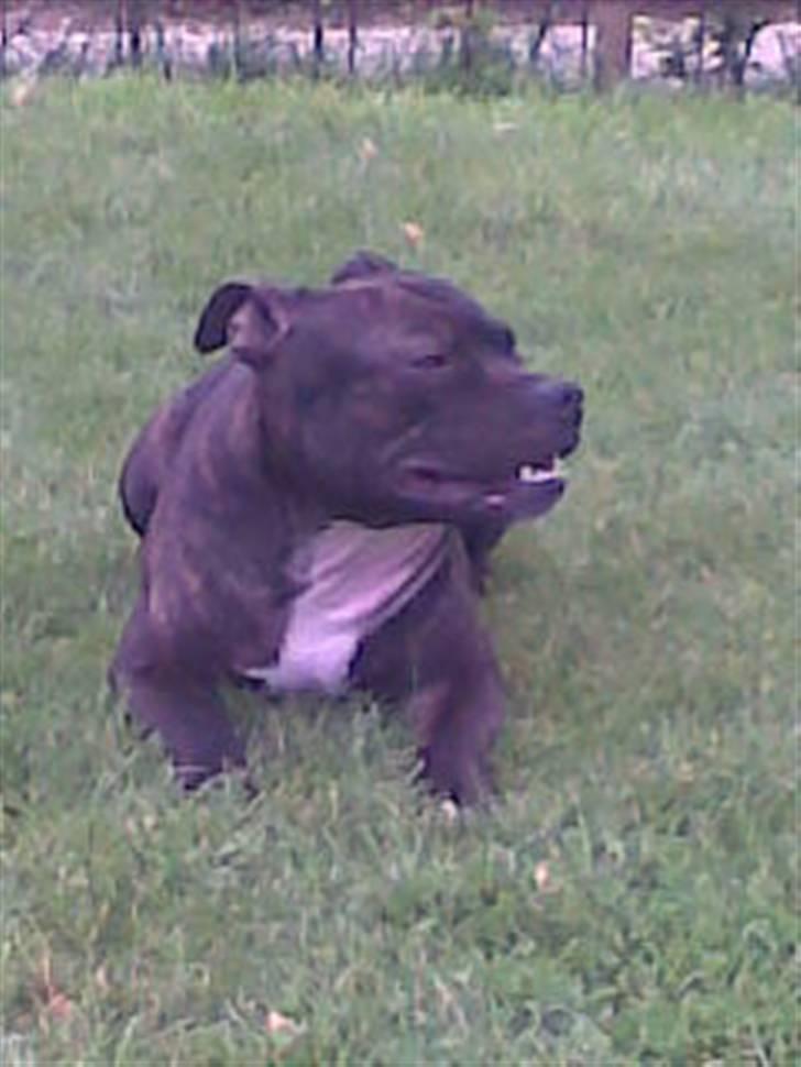 Staffordshire bull terrier kenzo. R.I.P billede 16