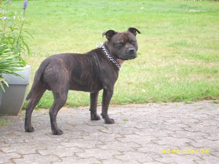 Staffordshire bull terrier kenzo. R.I.P billede 17