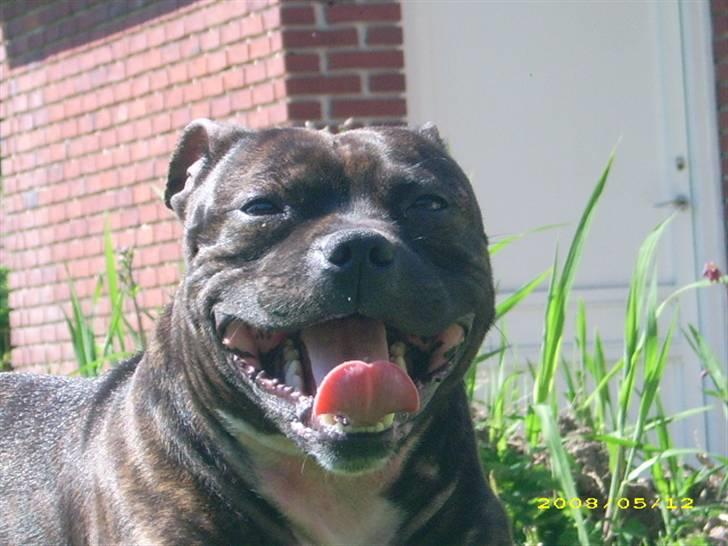 Staffordshire bull terrier kenzo. R.I.P billede 18