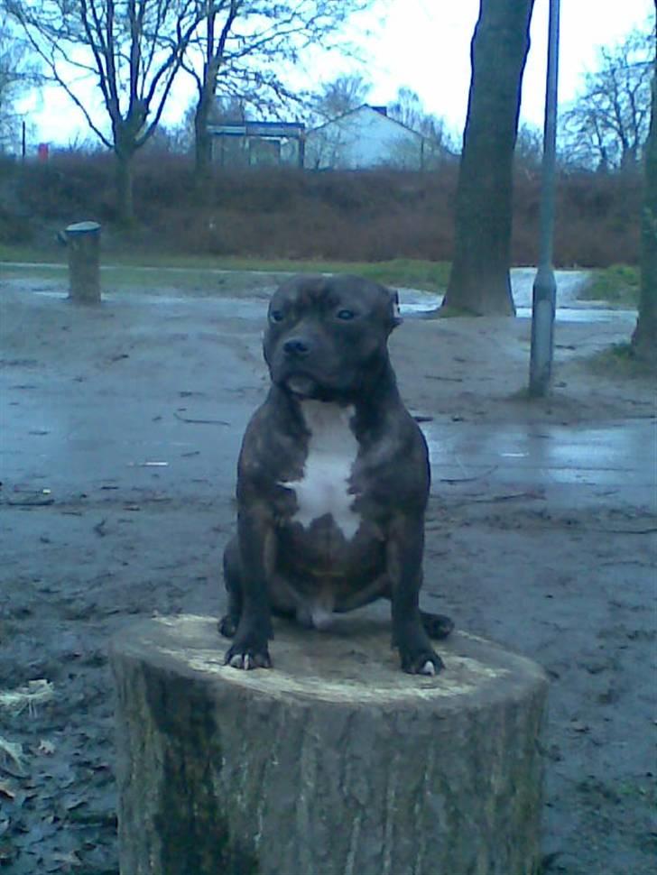 Staffordshire bull terrier kenzo. R.I.P billede 19