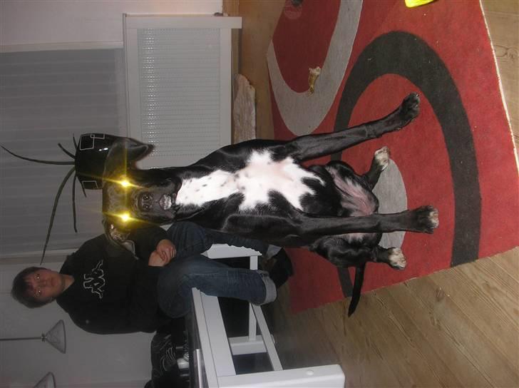 Blanding af racer Cali - Himmelhund - ved godt øjnene ser mærkelige ud :) billede 5