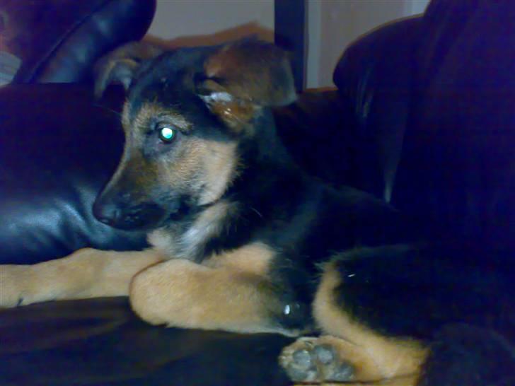 Schæferhund Diego billede 4