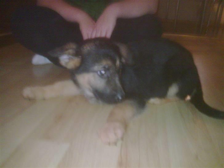 Schæferhund Diego billede 6