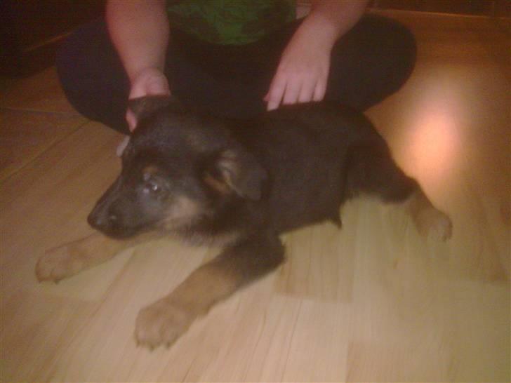 Schæferhund Diego billede 7