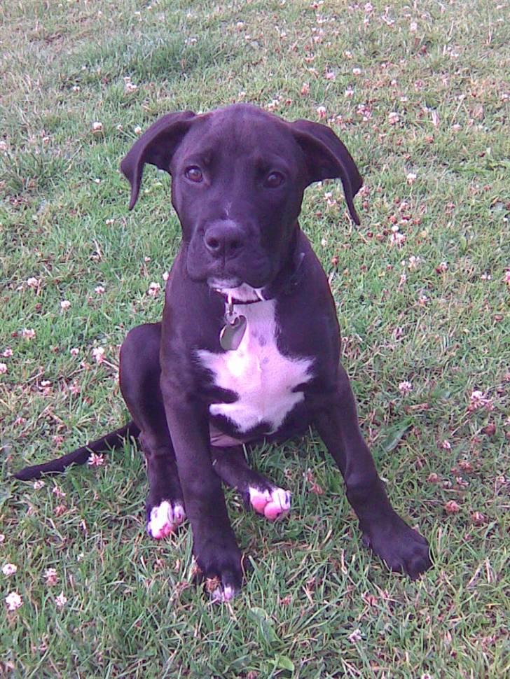 Blanding af racer Cali - Himmelhund - her er jeg lige på gåtur med mor og far billede 6