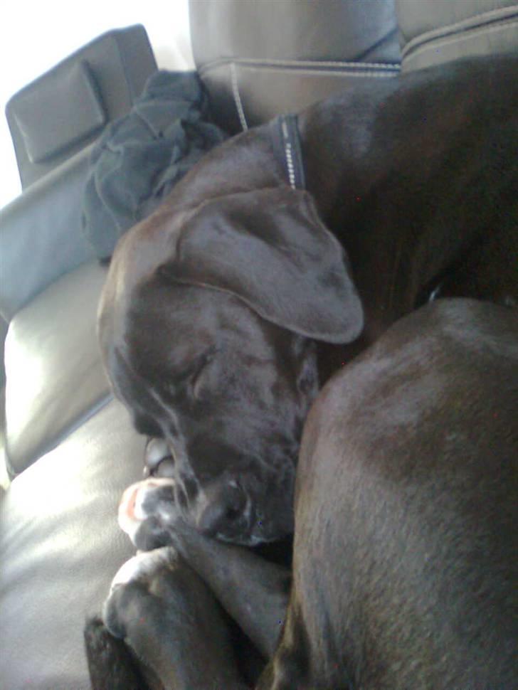 Blanding af racer Cali - Himmelhund - aarh jeg er træt :) billede 7