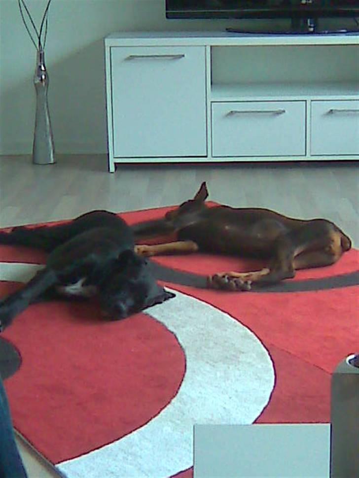 Blanding af racer Cali - Himmelhund - er faldet død om efter 7 timers leg med min bedste veninde coco billede 8