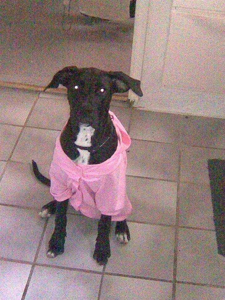 Blanding af racer Cali - Himmelhund - jeg er bare så smart i min nye trøje jeg skal ha på ude ved hestene billede 9