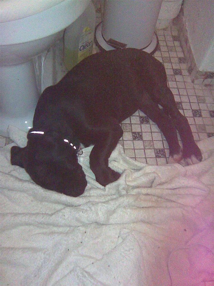 Blanding af racer Cali - Himmelhund - her er jeg lige kommet hjem til min mor og far. det var en hård køretur billede 10