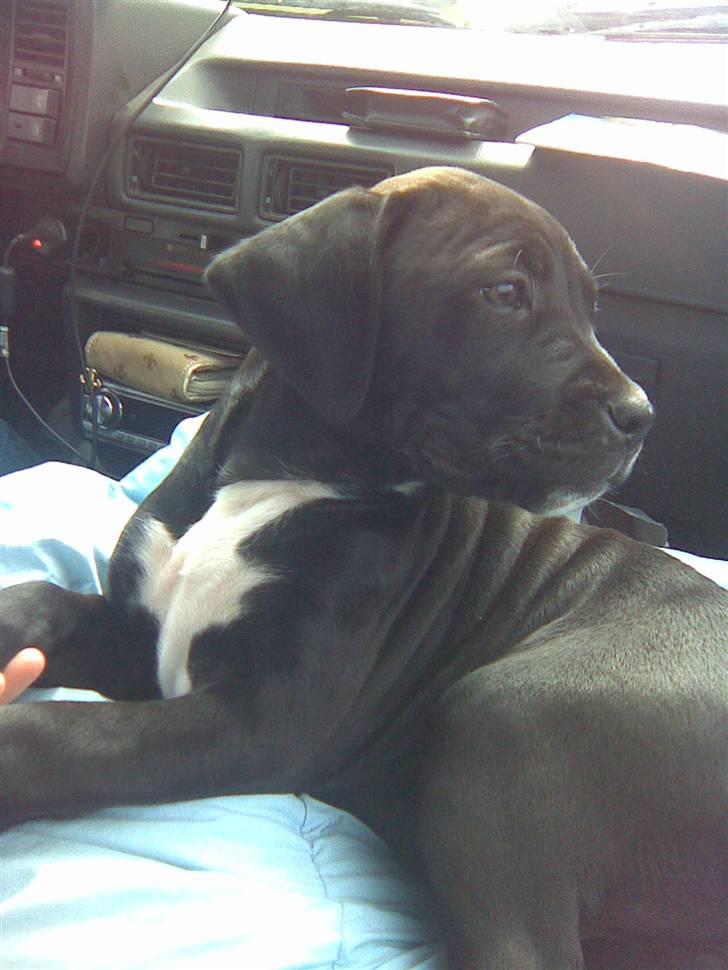 Blanding af racer Cali - Himmelhund - er lige blevet hentet . se mig lige hvor smuk jeg er <3 billede 11