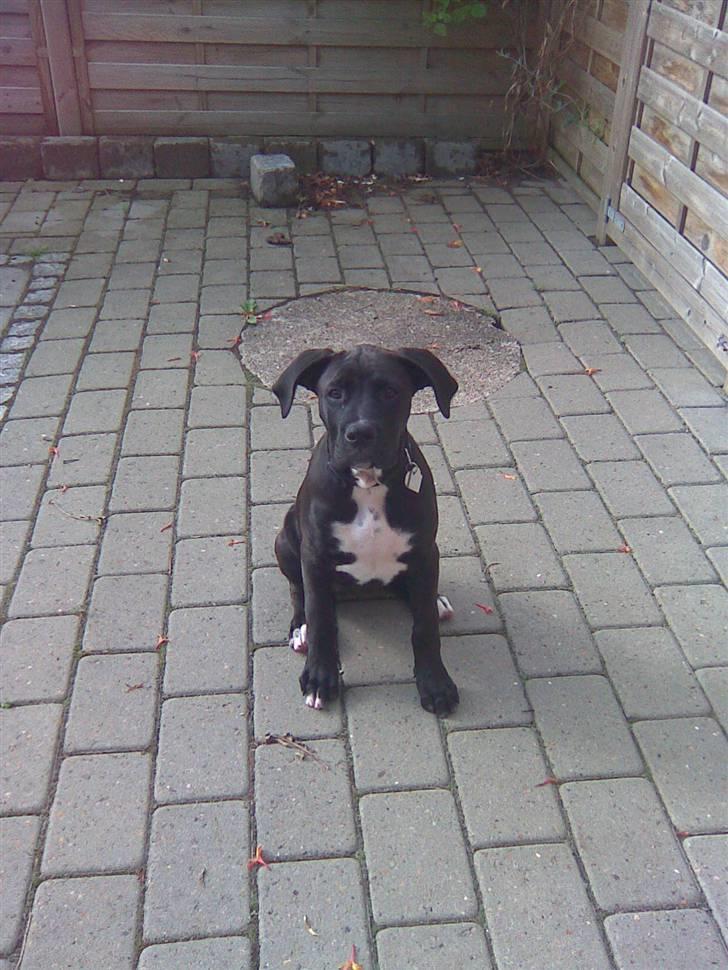 Blanding af racer Cali - Himmelhund - jeg elsker at få taget billeder :) billede 12