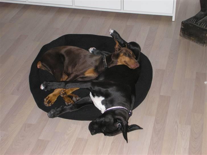 Blanding af racer Cali - Himmelhund - vi er bare så trætte. det er hårdt at lege med sin bedste veninde <3 billede 13