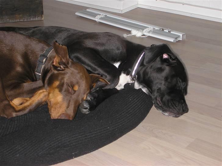 Blanding af racer Cali - Himmelhund - se os lige hvor søde vi kan se ud <3 billede 14