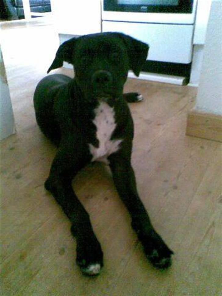 Blanding af racer Cali - Himmelhund - den smukkeste skabning <3 billede 15