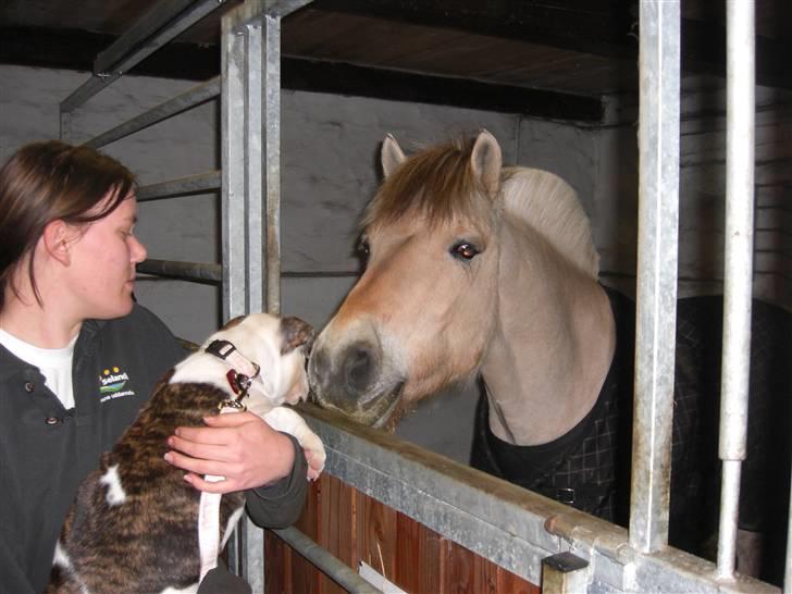 Amerikansk bulldog Izzy Aka. Koldbøtten ;) billede 18