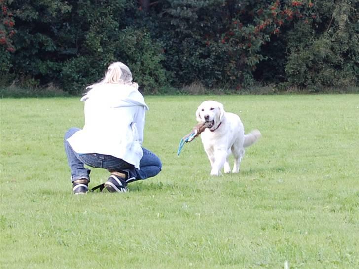 Golden retriever Filippa K Av Vervik [Himmelhund] - Vi aporterer..:P billede 12