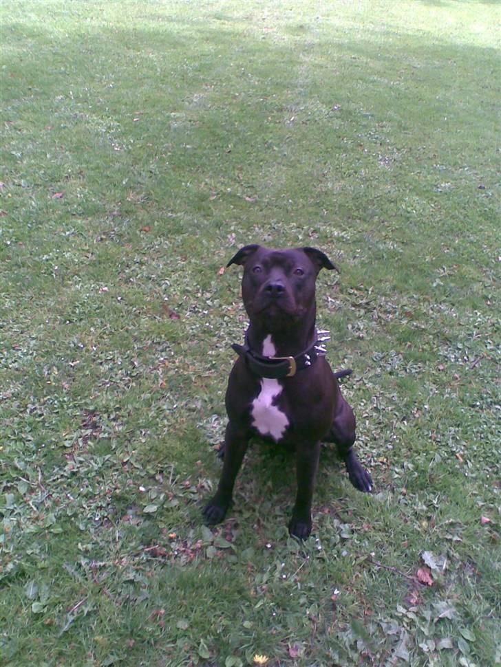 Amerikansk staffordshire terrier Briian =o) - =) billede 9