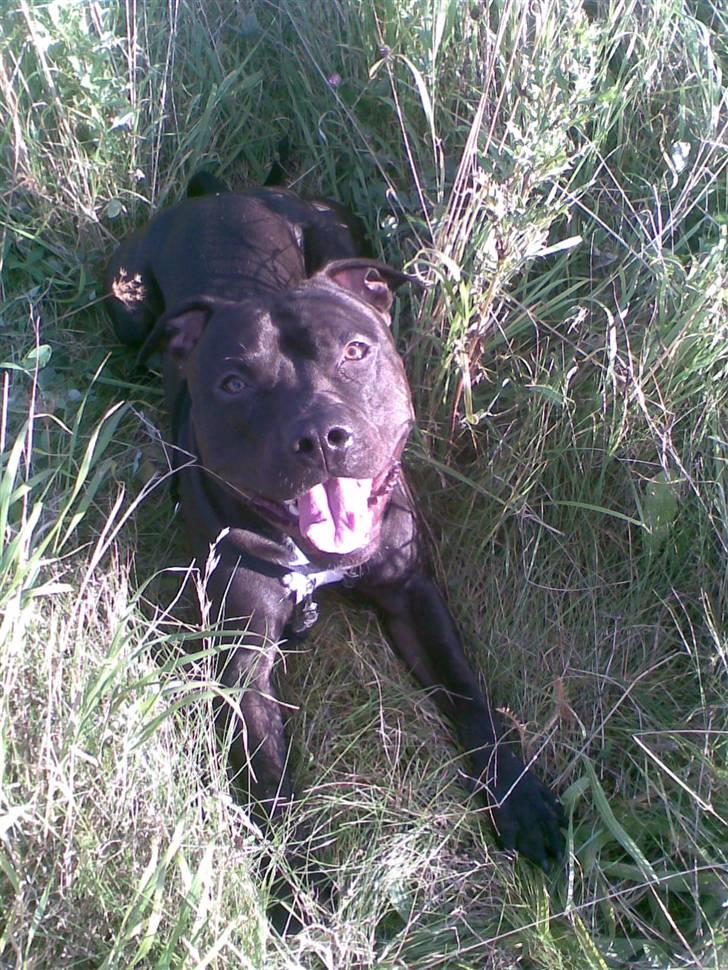 Amerikansk staffordshire terrier Briian =o) - se billede 10