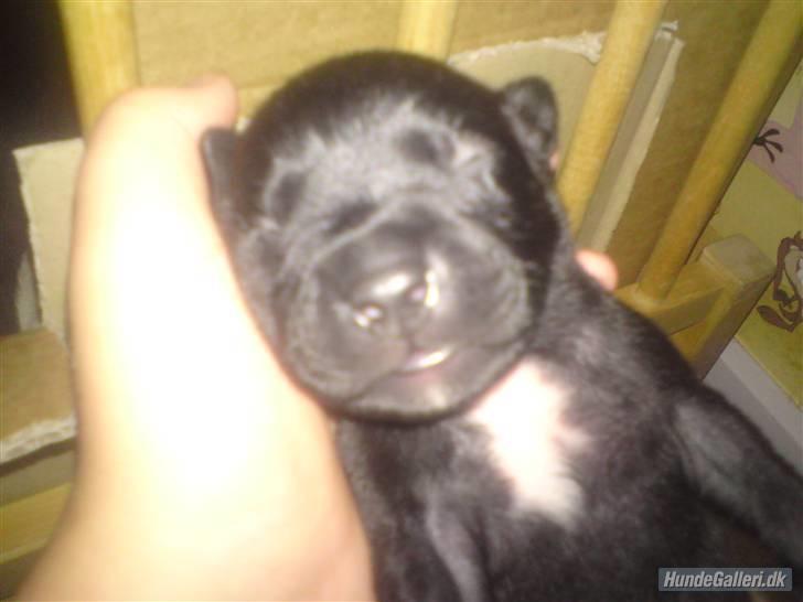 Amerikansk staffordshire terrier Briian =o) - baby briian =) billede 11