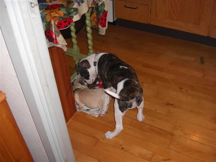 Amerikansk bulldog Izzy Aka. Koldbøtten ;) billede 19