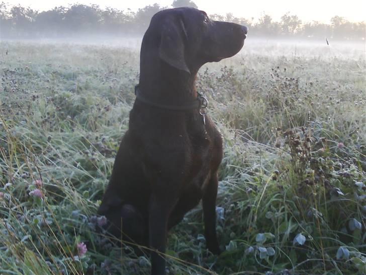 Korthåret hønsehund Ryttersminde's Balder - Dejlig frost morgen. billede 2