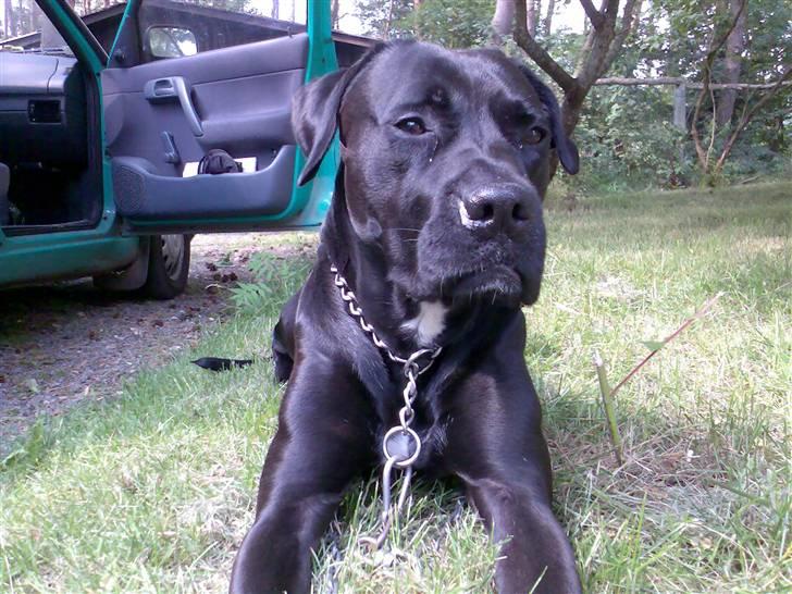 Blanding af racer Pelle - Pelle sommer ligger og tager sol på græsplænen ;) billede 2