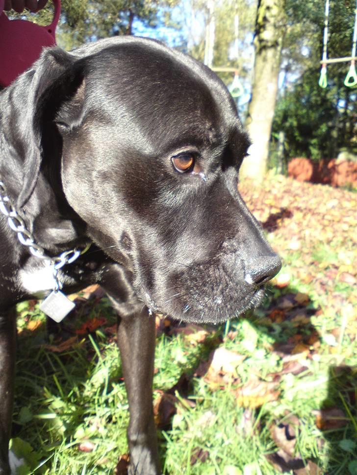 Blanding af racer Pelle - Pelle... billede 3