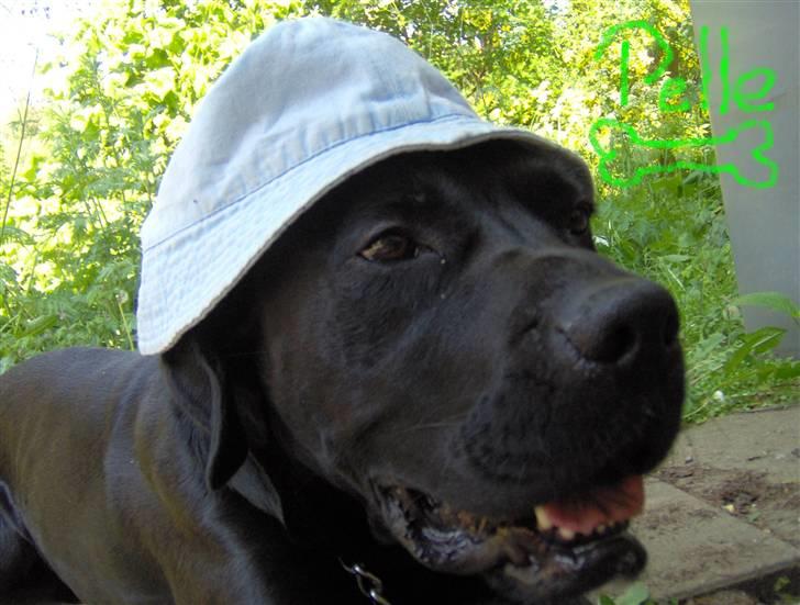 Blanding af racer Pelle - Pelle med hat ( vi prøvede også at tage et hvor han havde solbriller på, men det kunne han ikke lide XD ) billede 4