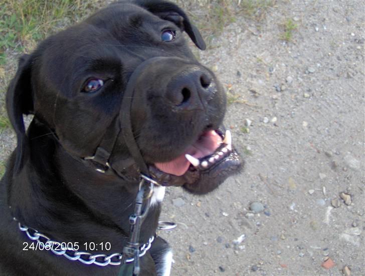 Blanding af racer Pelle - Pelle da vi lige havde fået ham for 6 år siden. billede 5