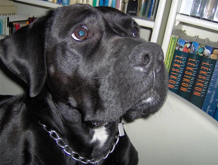 Blanding af racer Pelle billede 6