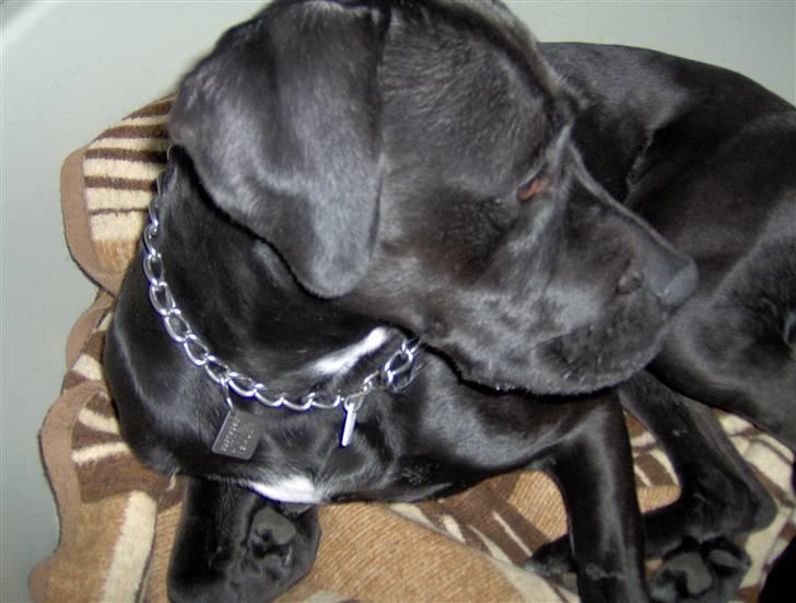 Blanding af racer Pelle billede 7