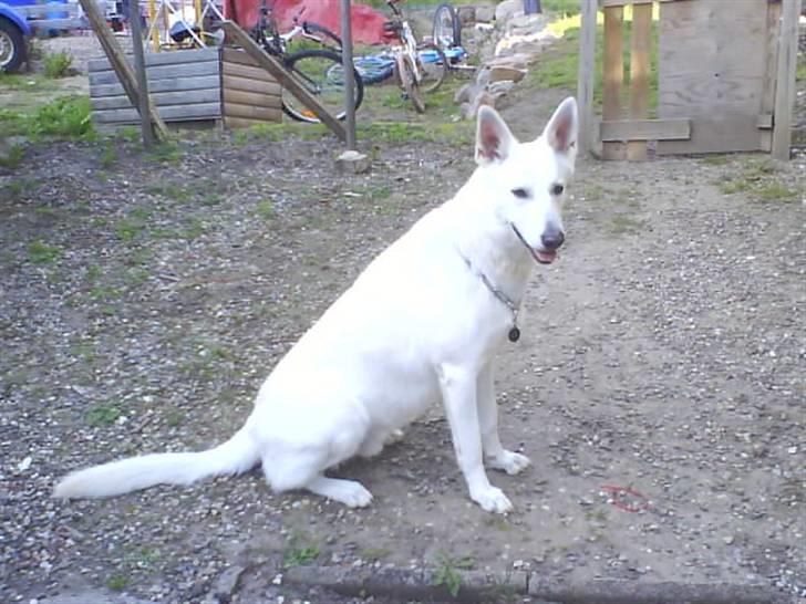 Hvid schæfer Luka ***RIP*** - hej... er jeg ikke bare sød.. billede 1