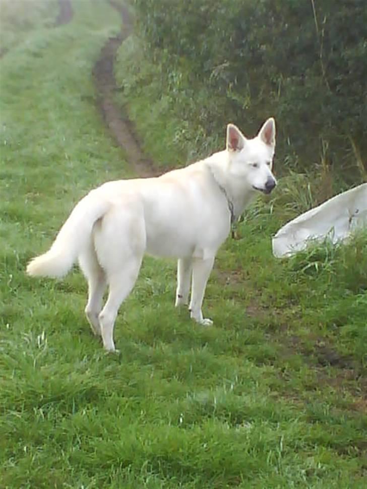 Hvid schæfer Luka ***RIP*** - hvad skal vi ikke snart gå videre billede 2