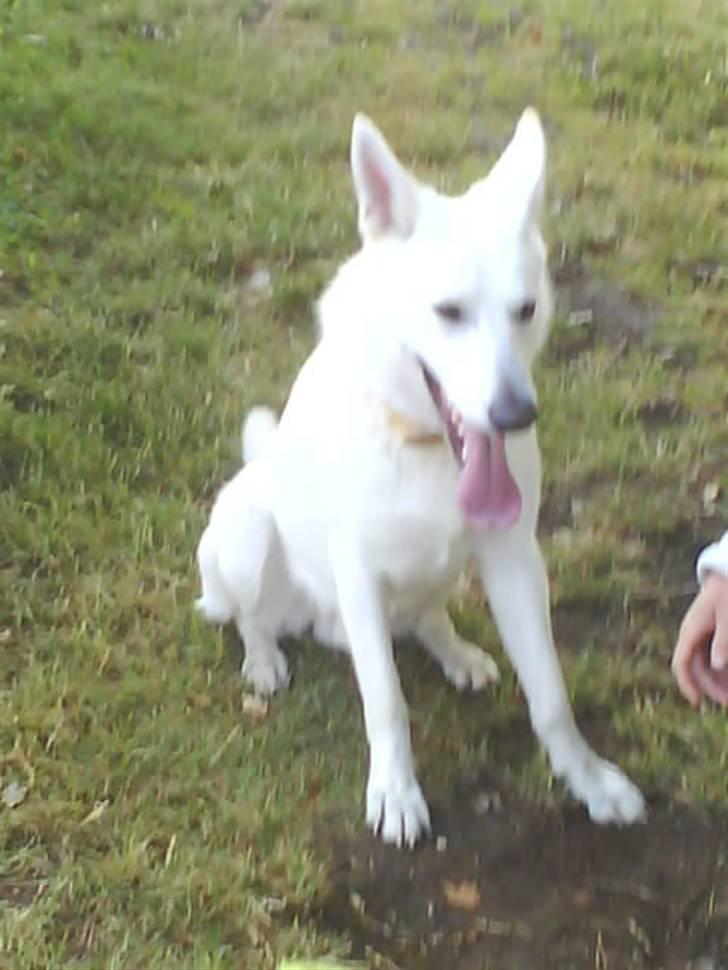 Hvid schæfer Luka ***RIP*** - jeps... jeg kan sitte billede 3