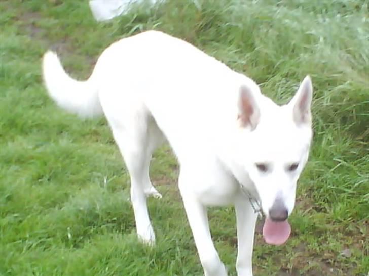 Hvid schæfer Luka ***RIP*** - ØV... nu vil jeg hjem billede 5