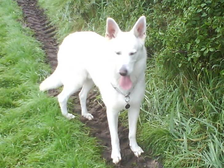 Hvid schæfer Luka ***RIP*** billede 6