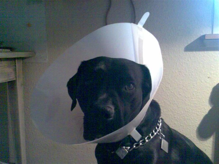 Blanding af racer Pelle - Pelle lige efter han var blevet opereret. billede 8