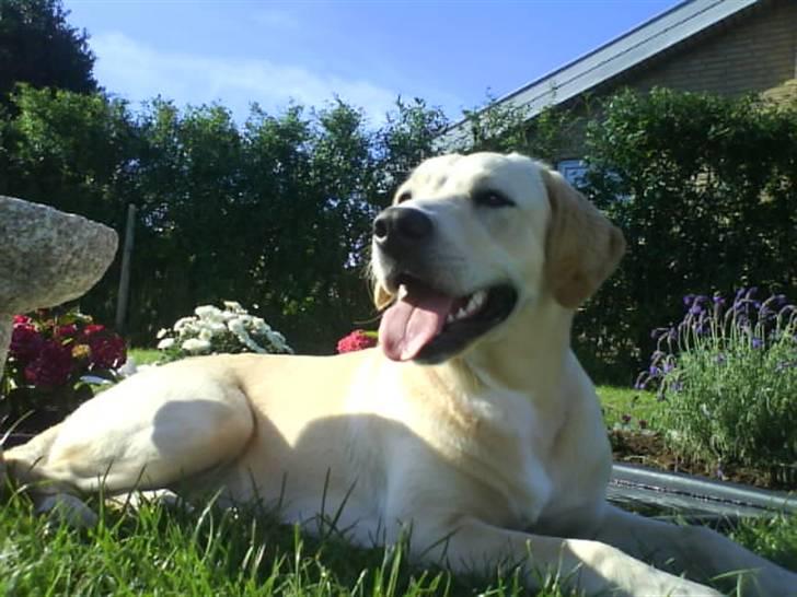 Labrador retriever Freja billede 1