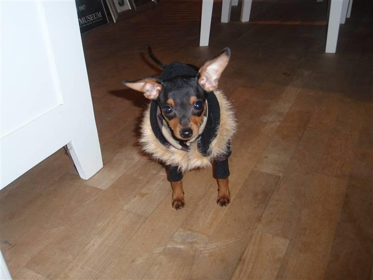 Dvaergpinscher dudu *DØD* billede 6