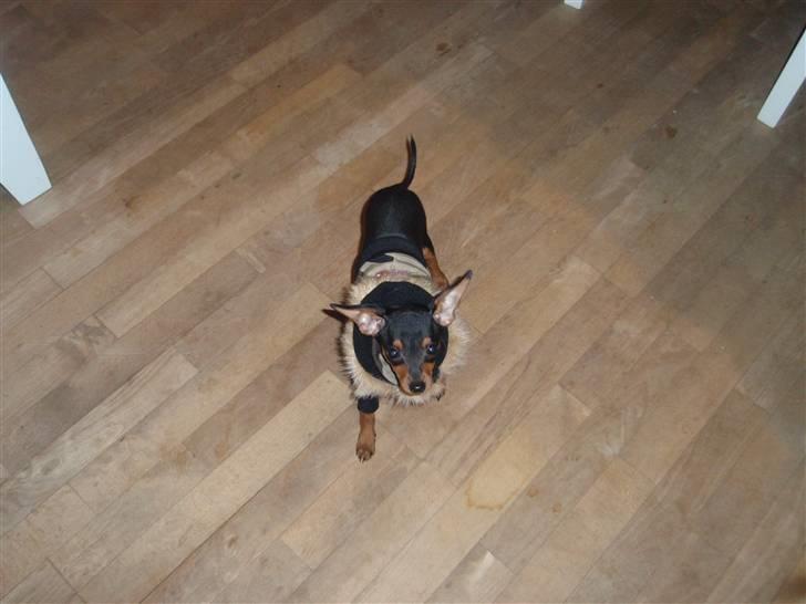 Dvaergpinscher dudu *DØD* billede 7